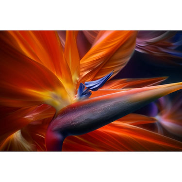 Bird of Paradise Painting